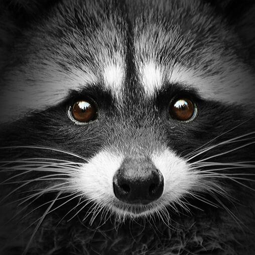 Toile - Racoon