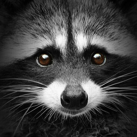 Toile - Racoon