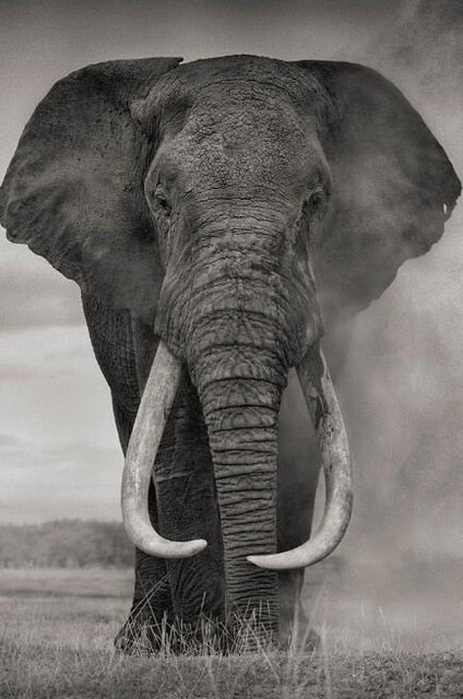 Toile - Elephant Wild