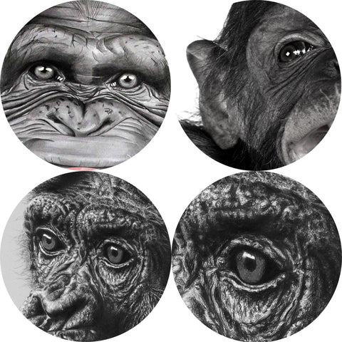Canvas - Cute Monkeys