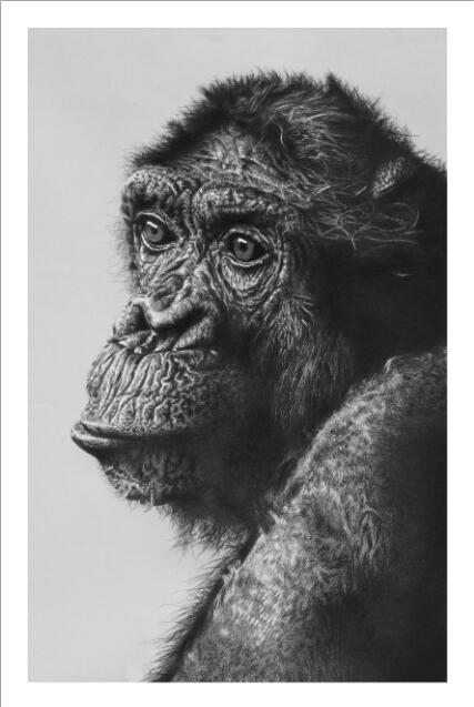 Canvas - Cute Monkeys